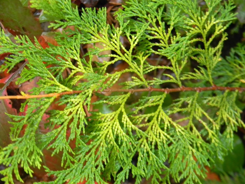 Chamaecyparis obtusa