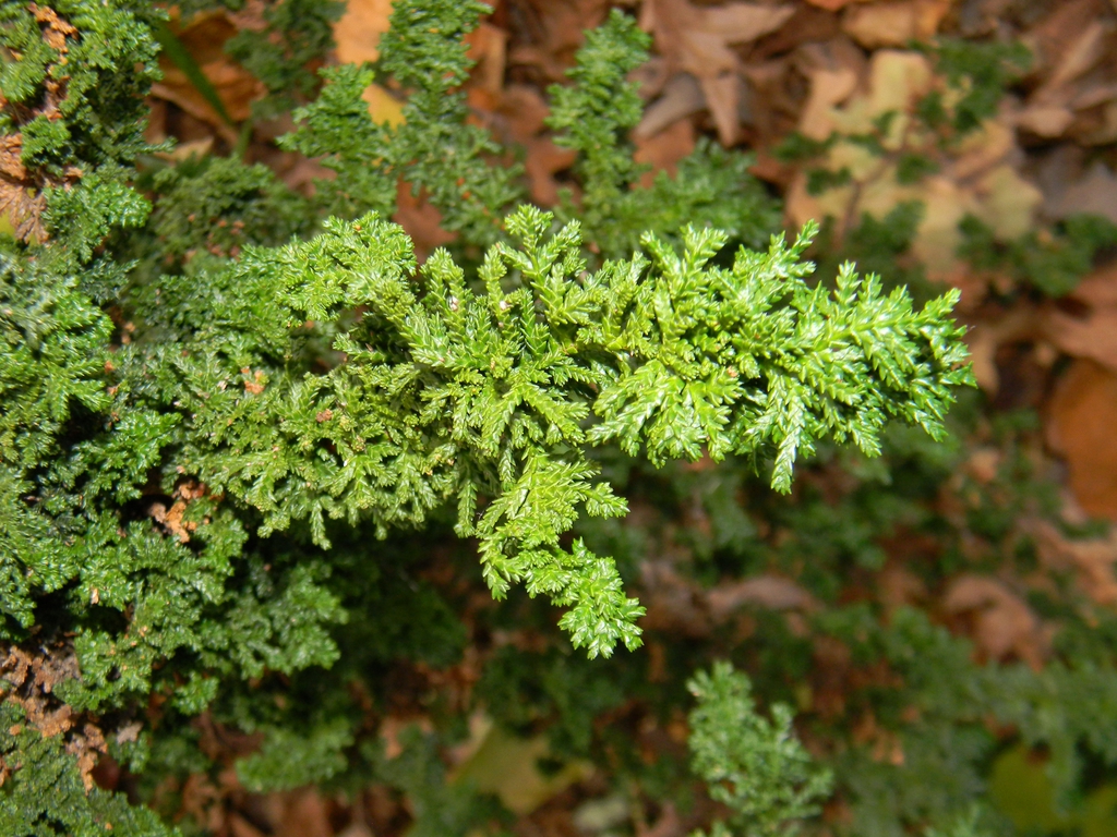 Chamaecyparis obtusa