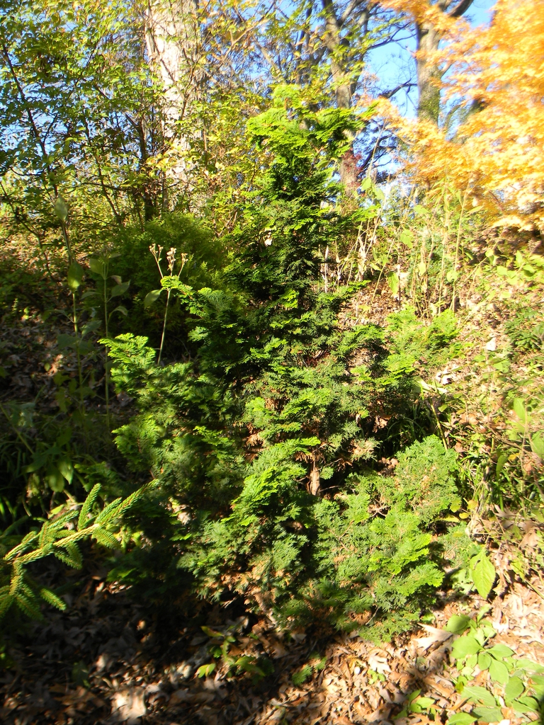 Chamaecyparis obtusa 'Confucius'