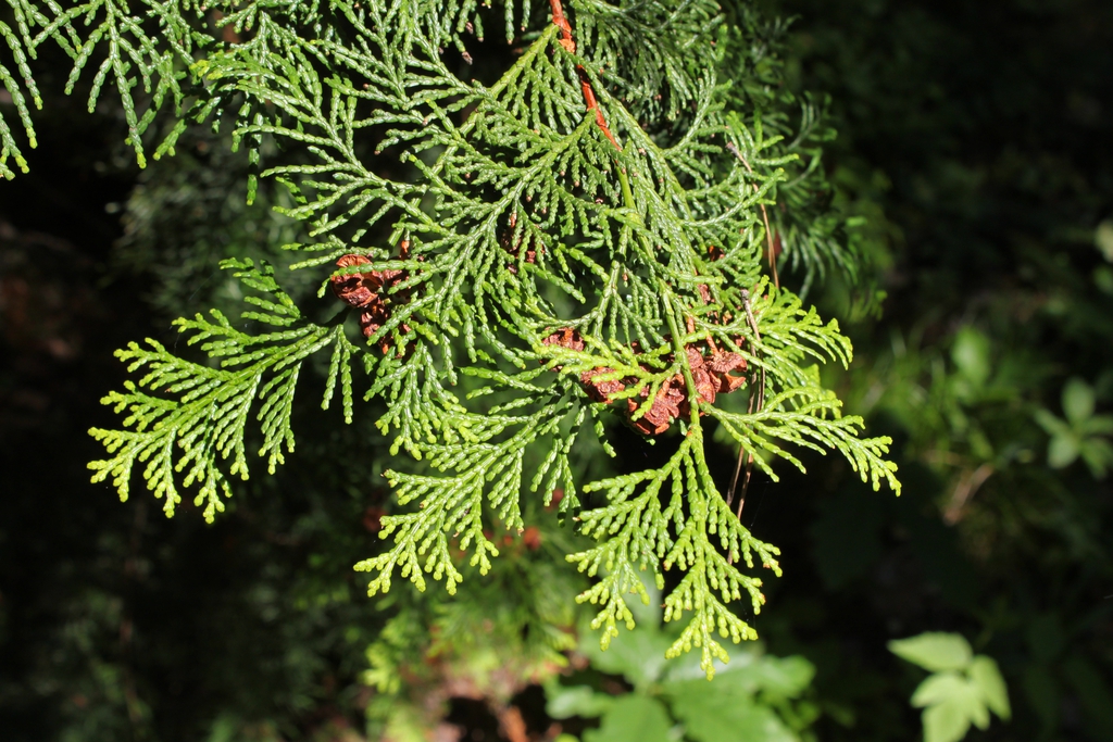 Leaves