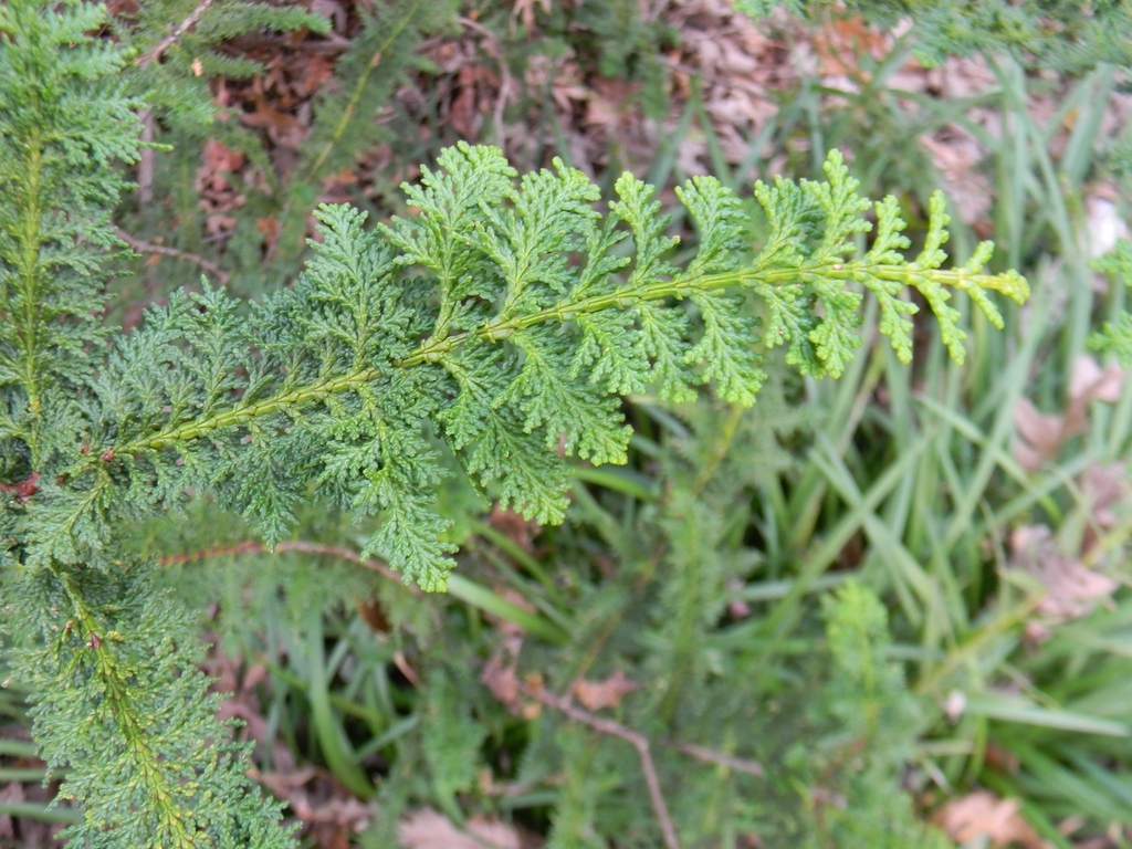 Chamaecyparis obtusa