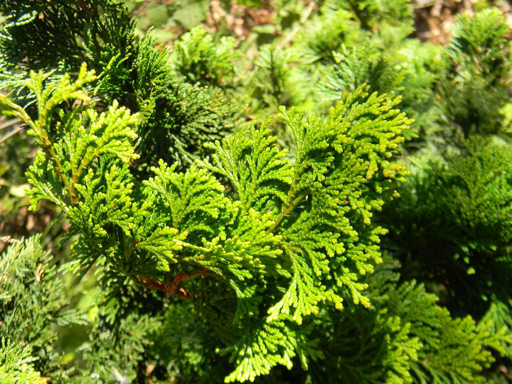 Chamaecyparis obtusa 'Confucius'