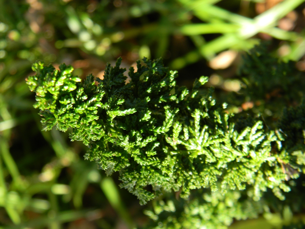 Chamaecyparis obtusa
