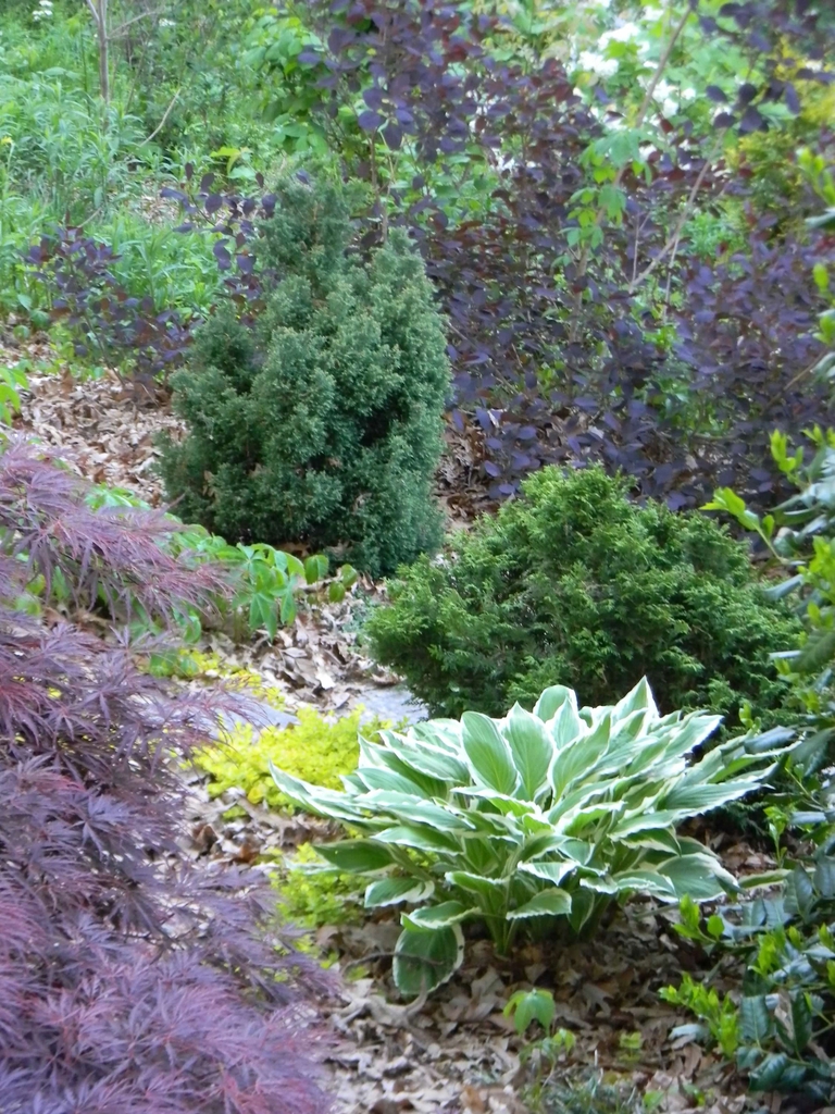 Chamaecyparis obtusa