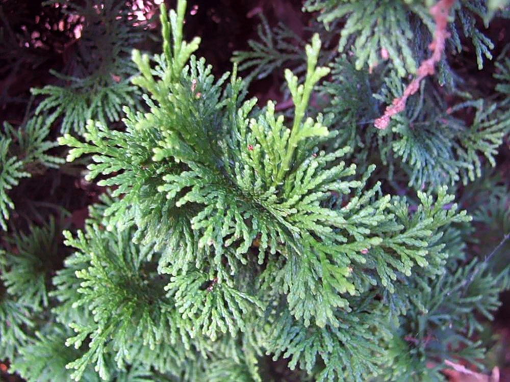 Leaves