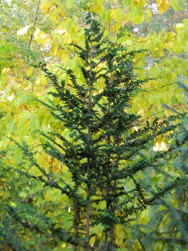 'Tetragona Aurea' Leaves/Stem/Branches - Fall - Buncombe Co., NC
