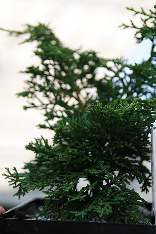Bonsai in August in Fairfax, Virginia