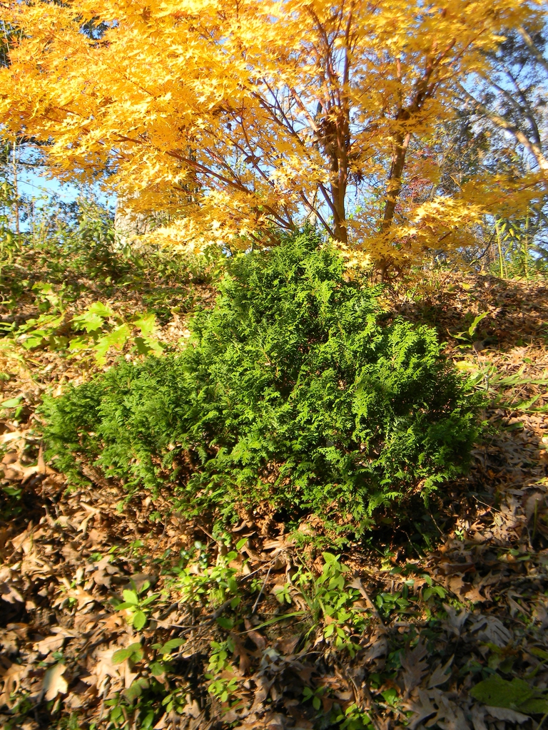 Chamaecyparis pisifera