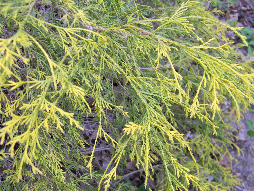 Chamaecyparis pisifera 'Sungold'