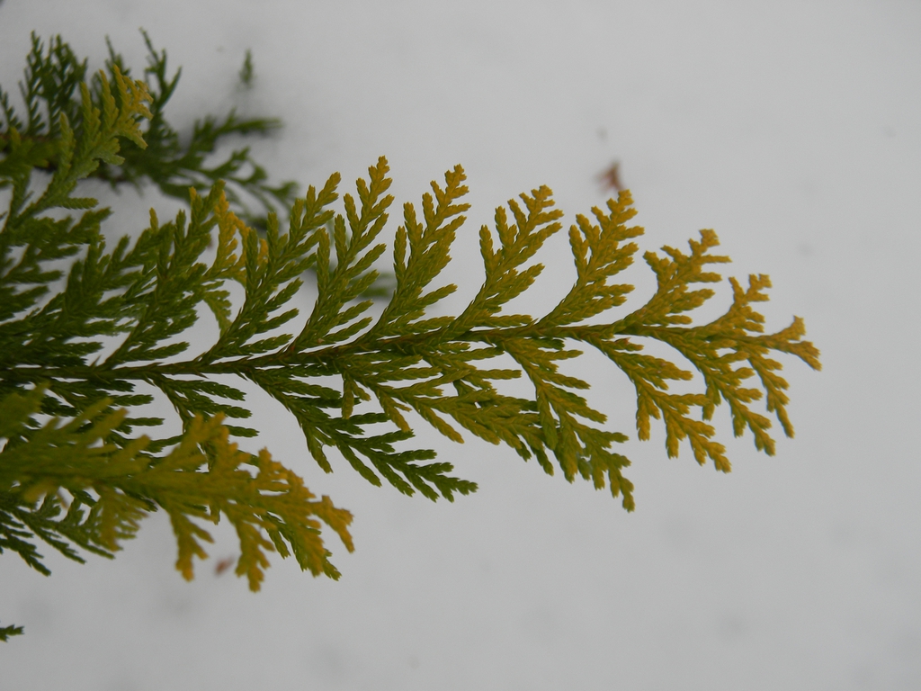 Chamaecyparis pisifera