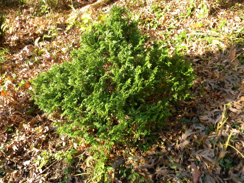 Chamaecyparis pisifera