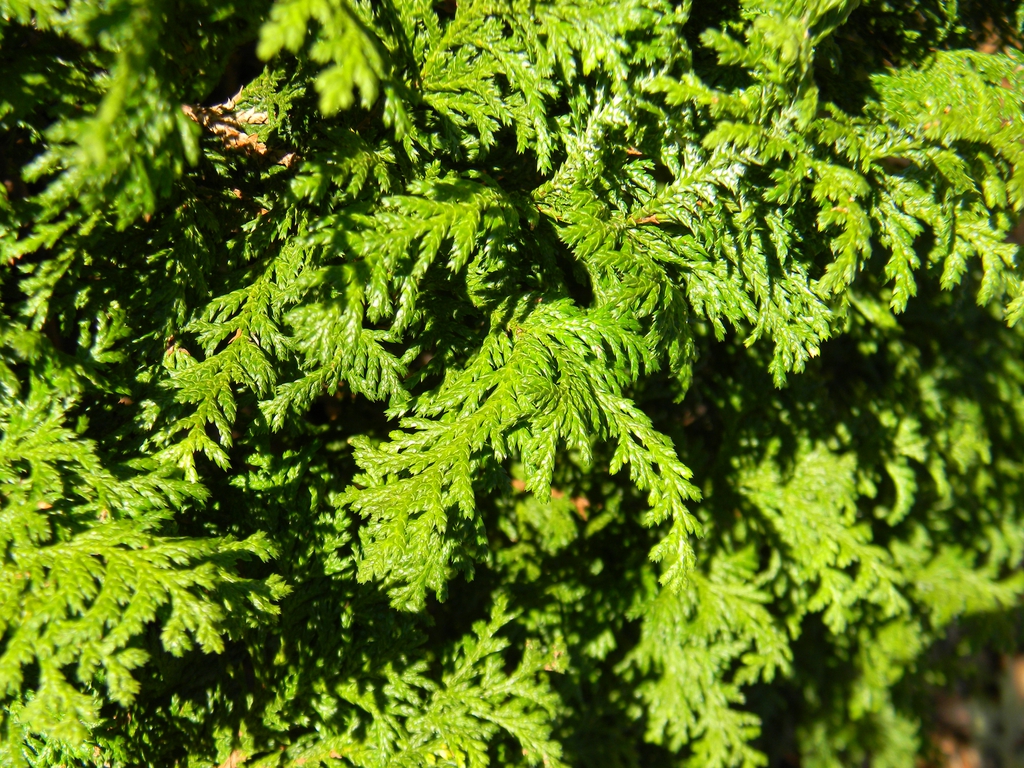 Chamaecyparis pisifera