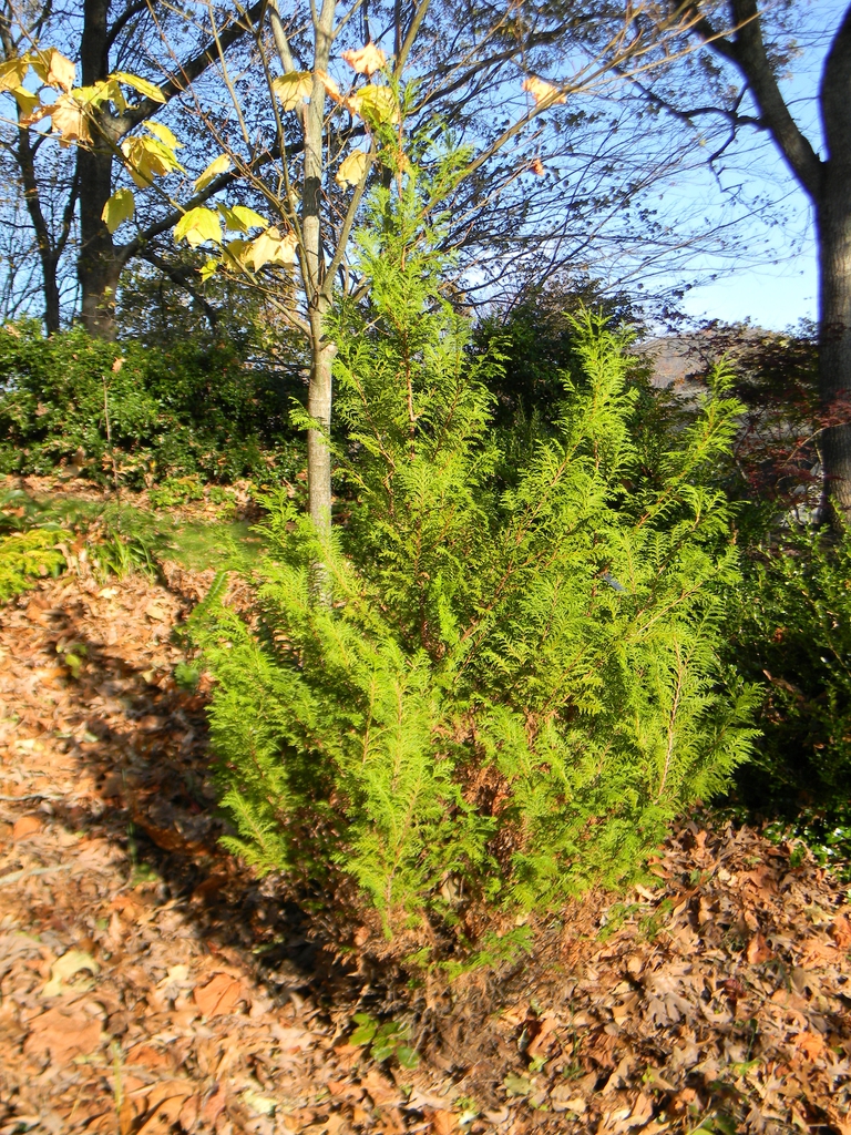 Chamaecyparis pisifera