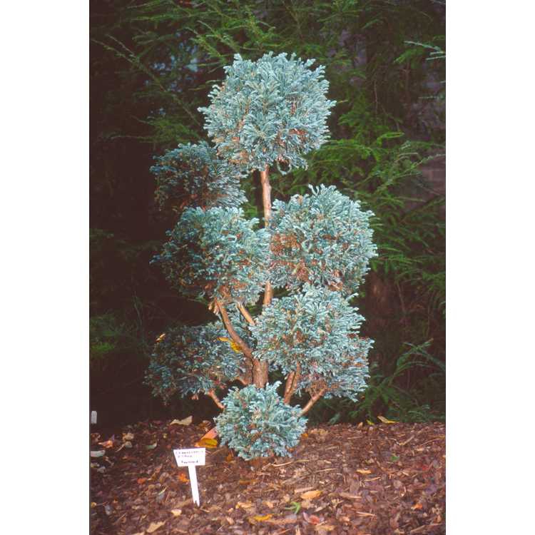 Pruned