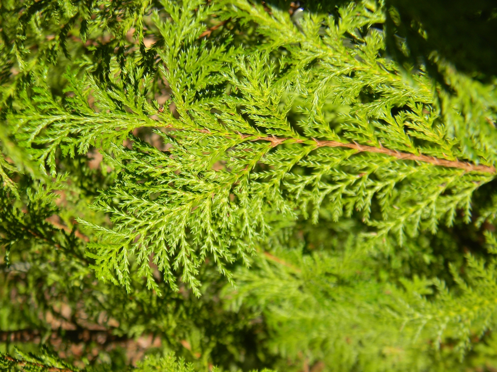 Chamaecyparis pisifera