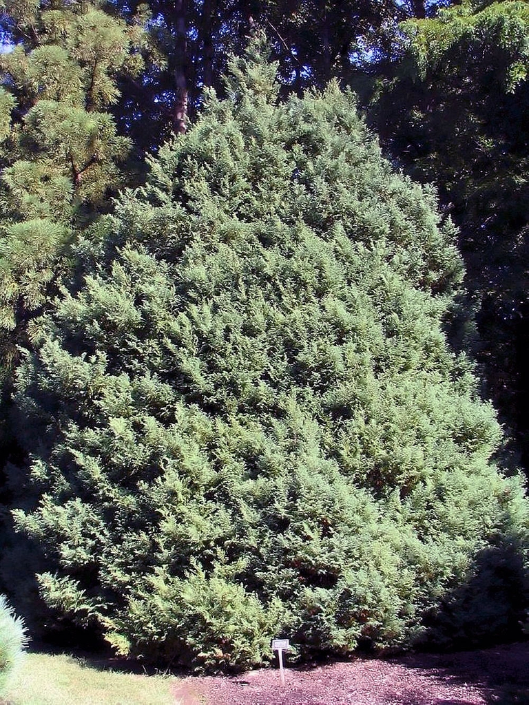 form