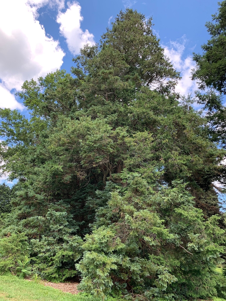 Large form of an evergreen needle tree