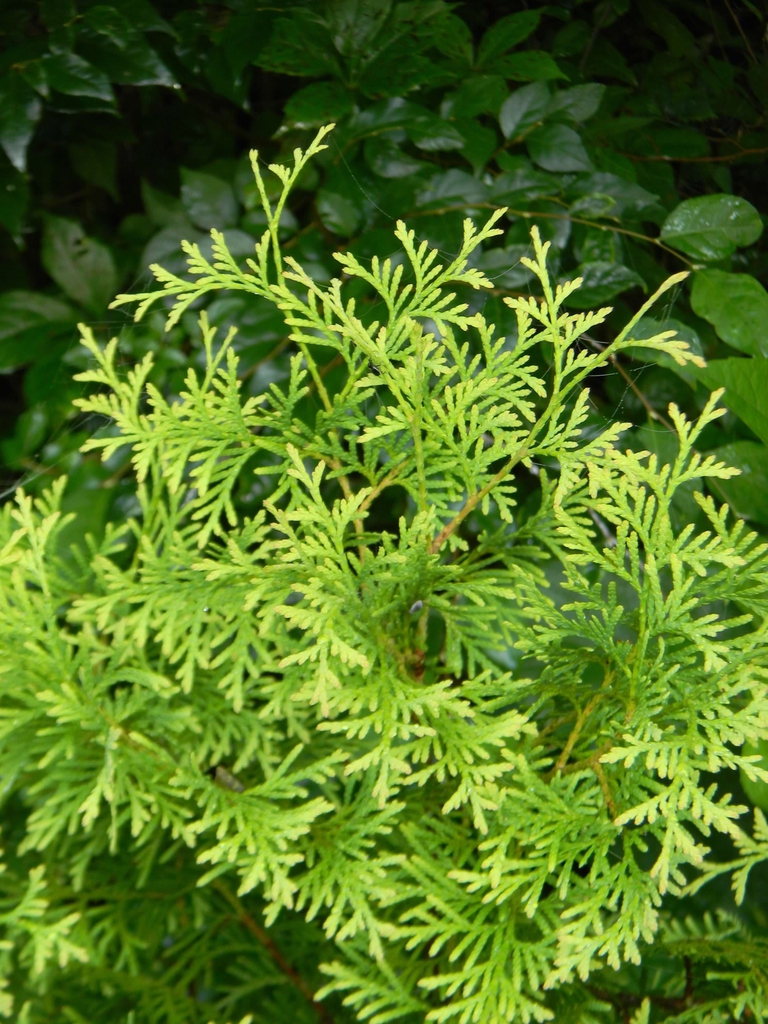 Chamaecyparis pisifera