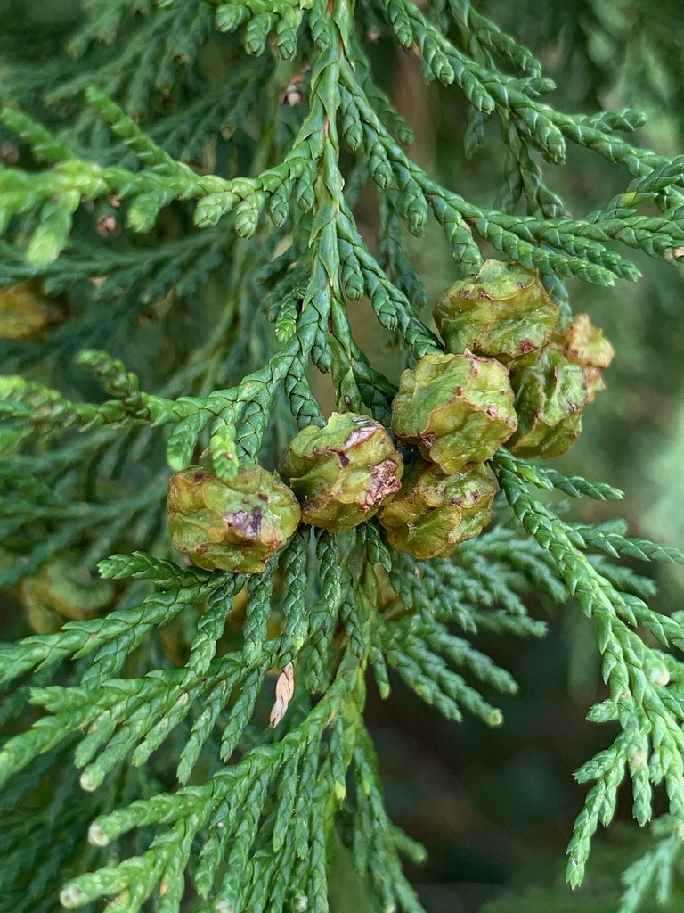 Needled leaves and roundish browncones