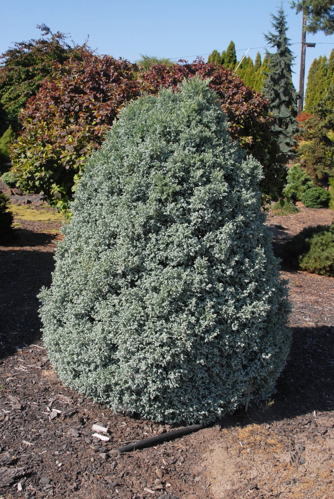 Chamaecyparis pisifera