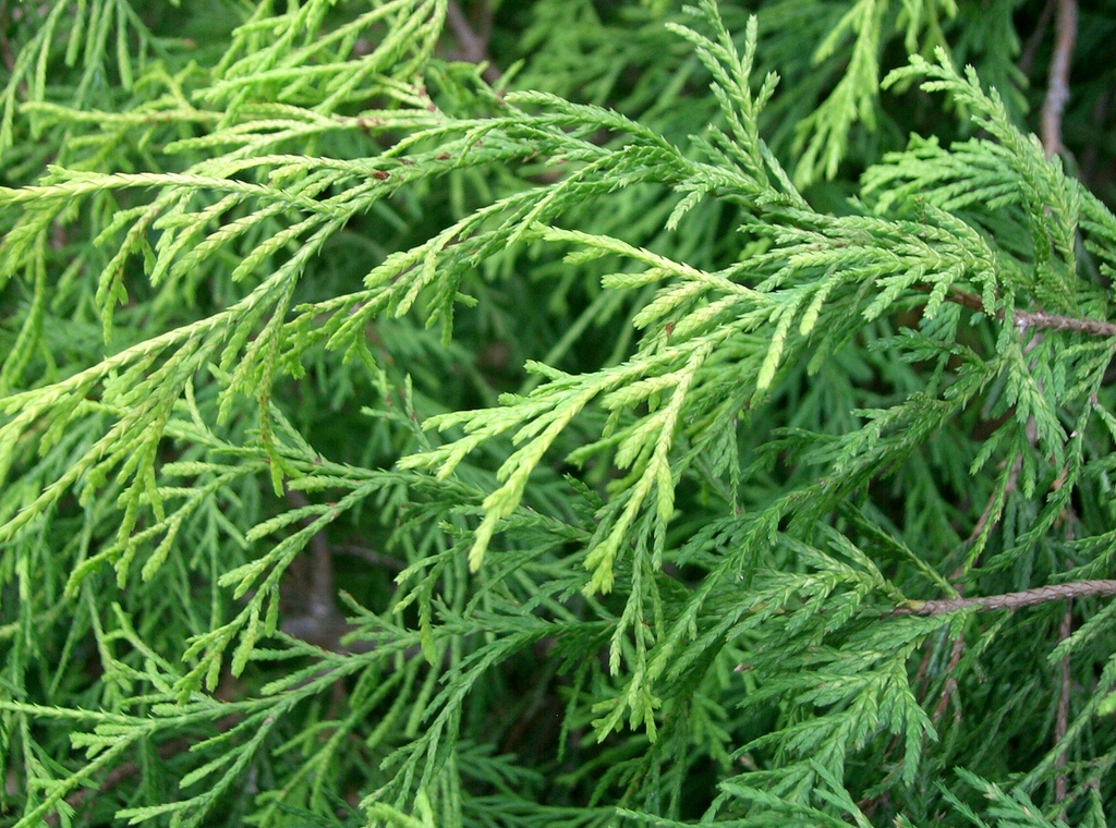 Leaves