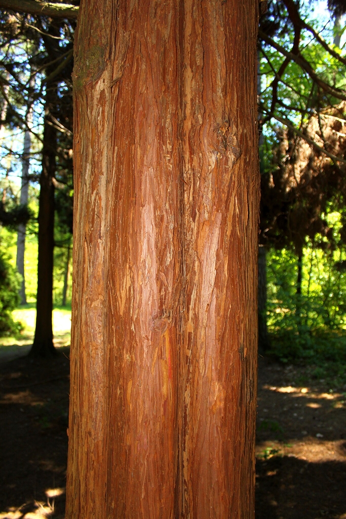 Reddish-brown bark