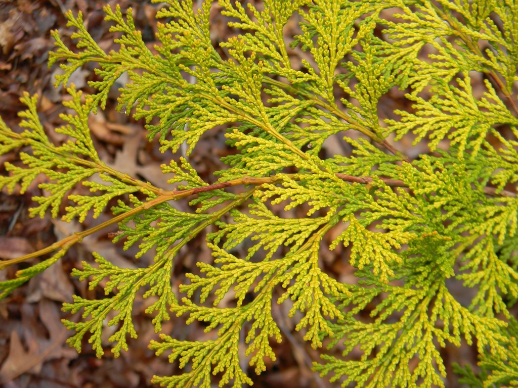 Chamaecyparis pisifera