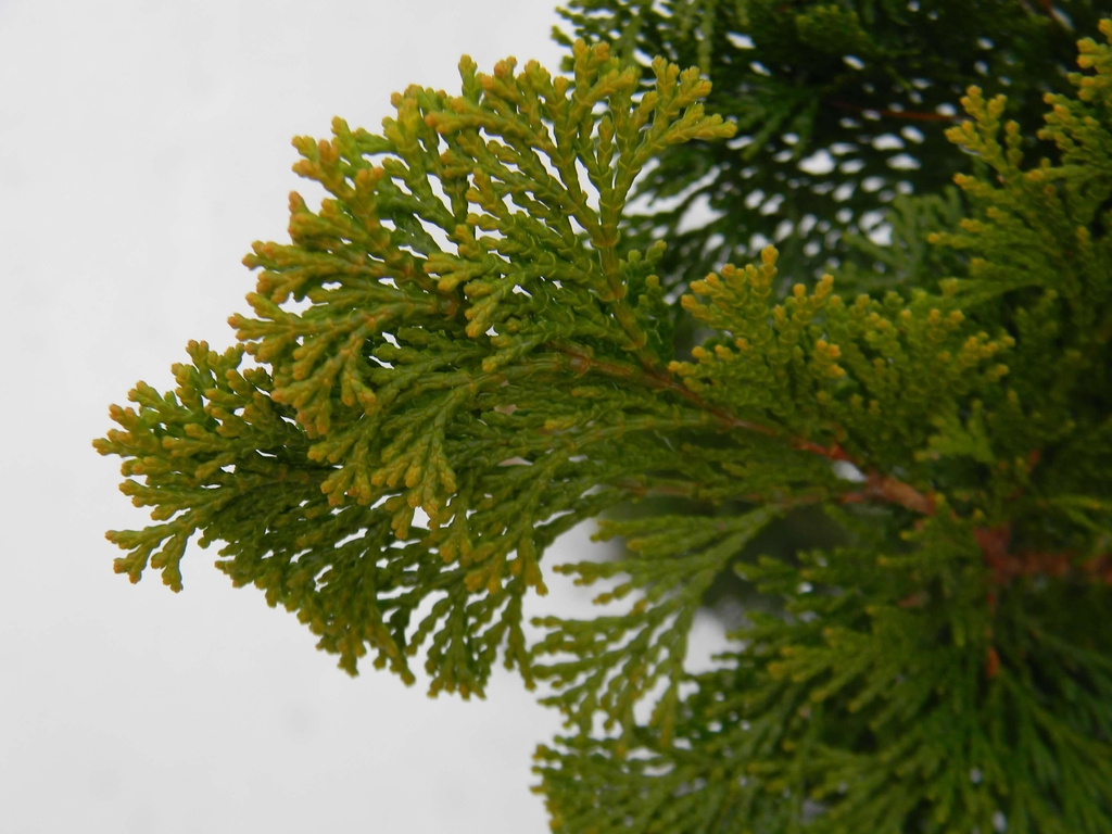 Chamaecyparis pisifera