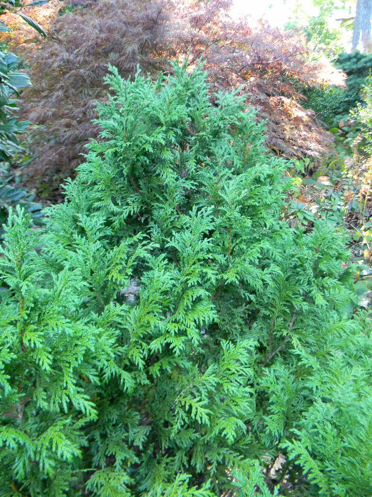 Chamaecyparis pisifera