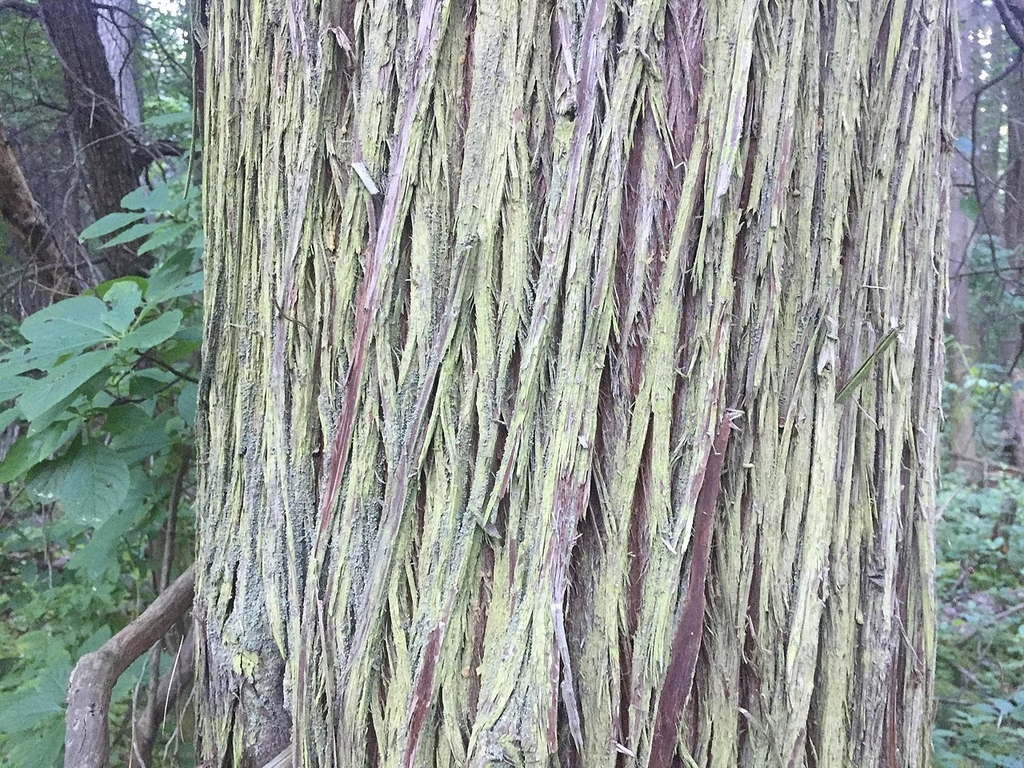 Close-up of pale bark with longitudinal ridges & furrows