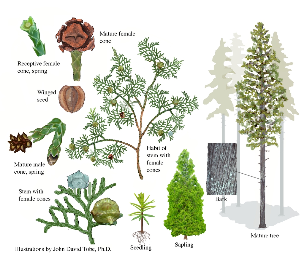 Color illustrations of the technical details of this species.