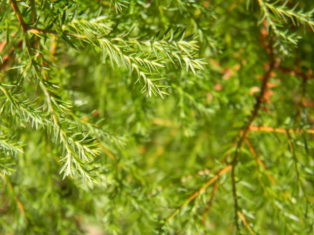 Chamaecyparis thyoides 'Heatherbun'