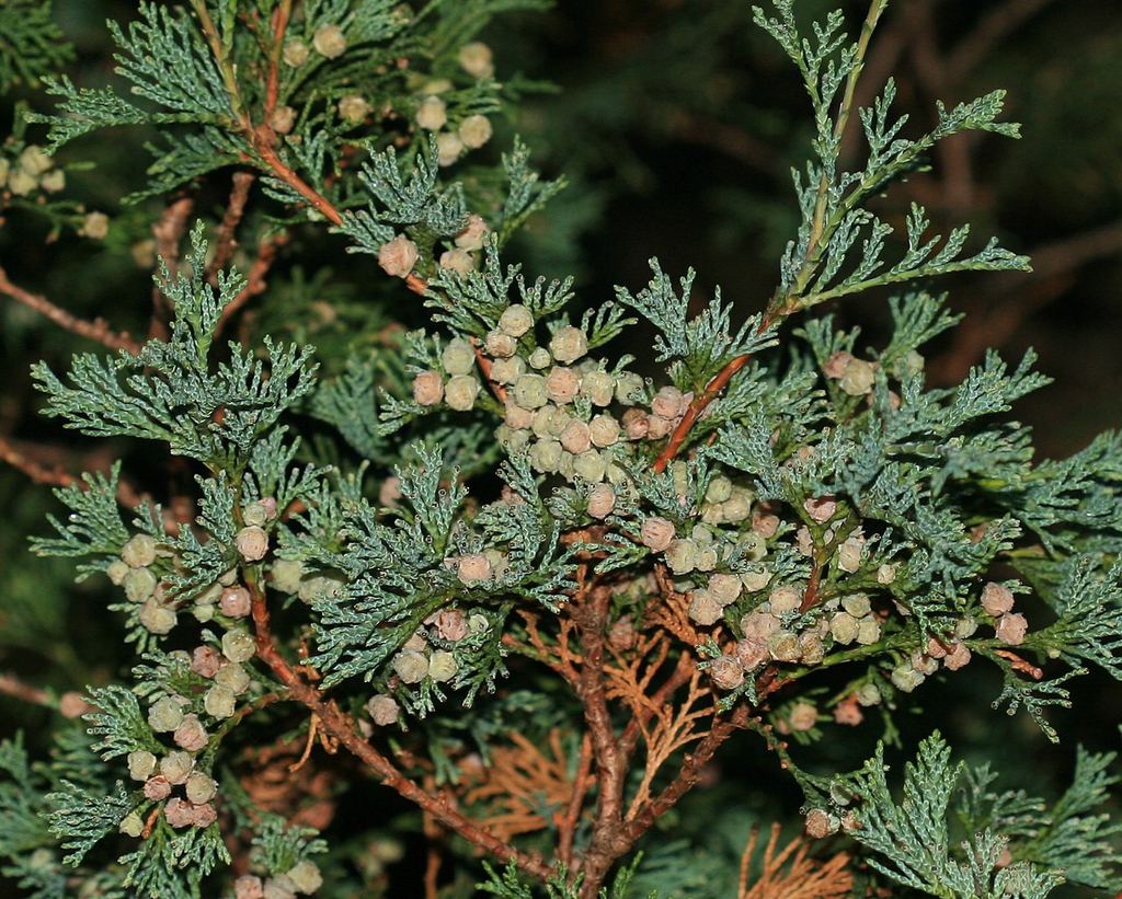 Seed Cones