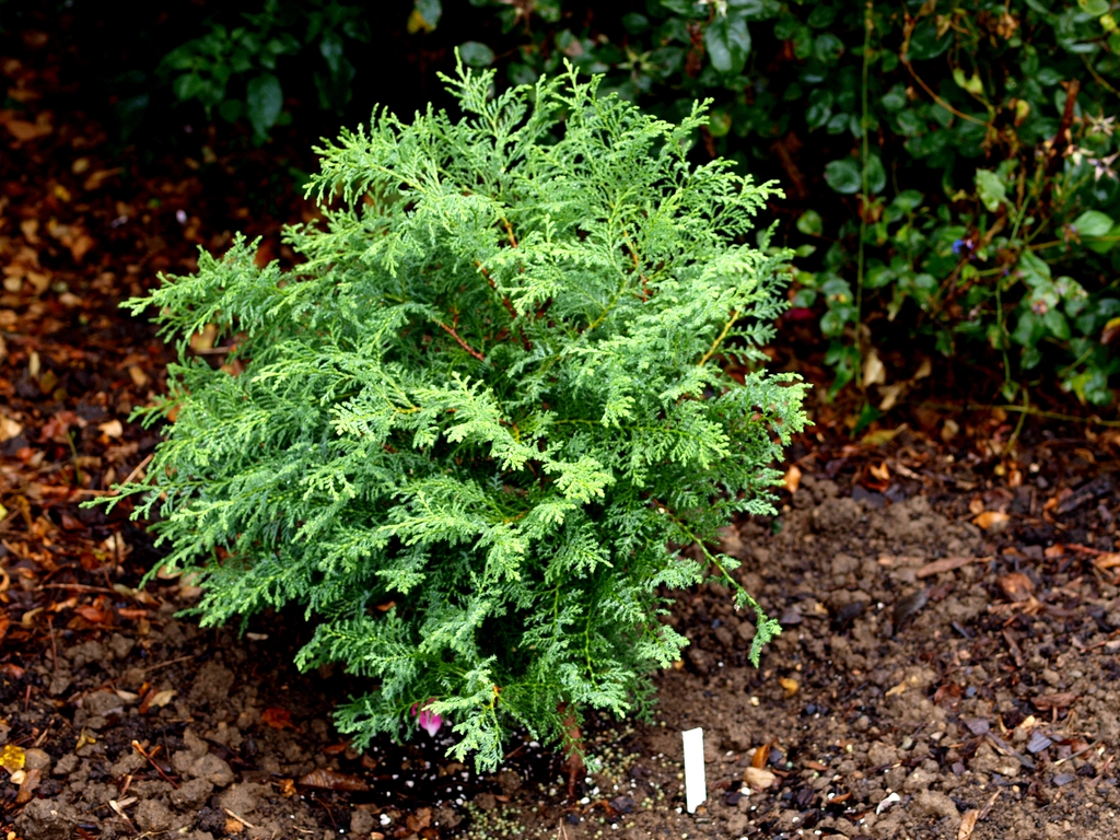 Form