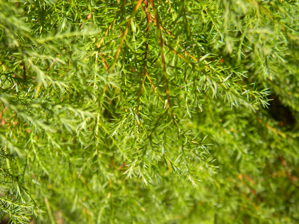 Chamaecyparis thyoides 'Heatherbun'