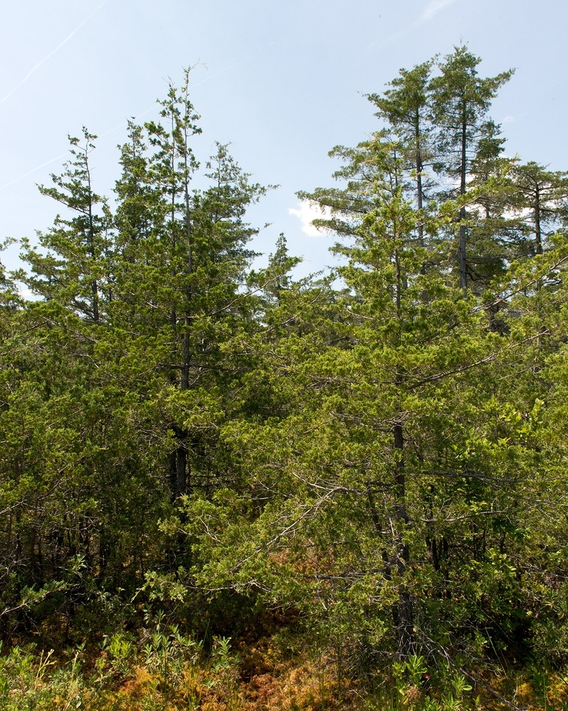 Photo of a trall coniferous tree with spreading branches.