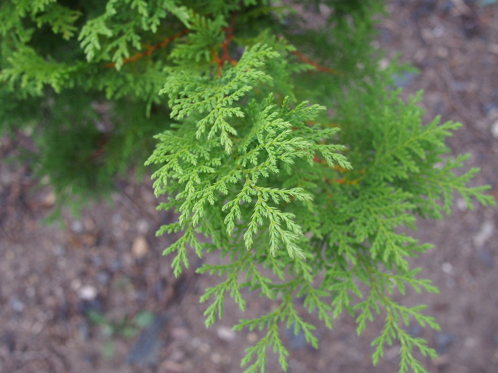 Leaves