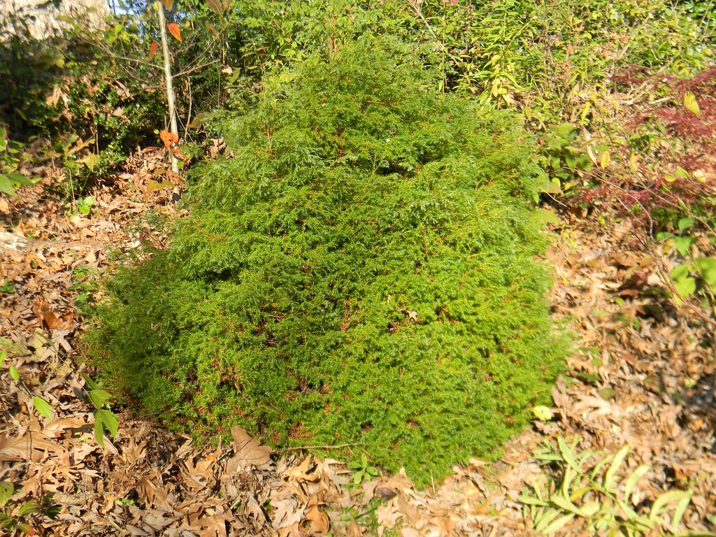 Chamaecyparis thyoides 'Heatherbun'
