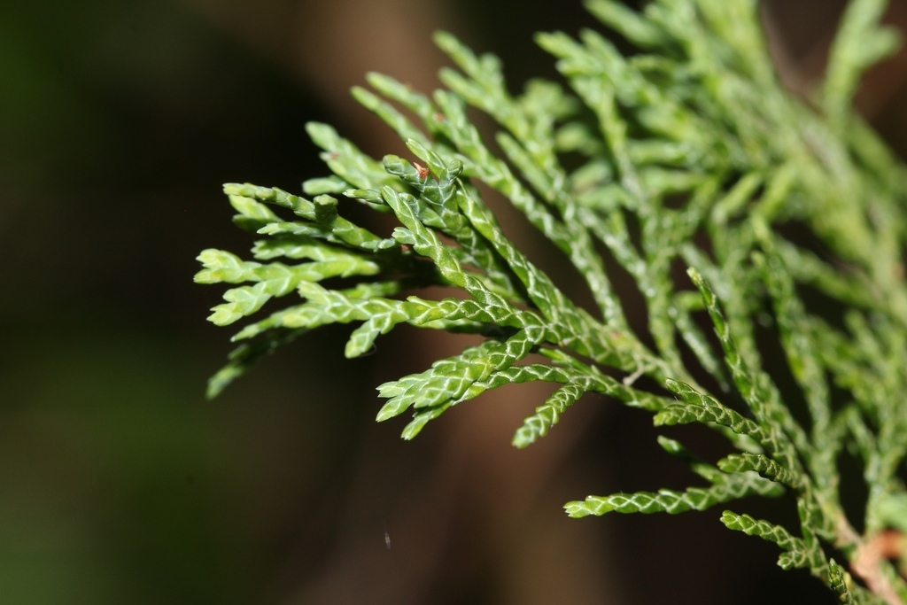 Leafy shoot showing overlapping scale leaves.