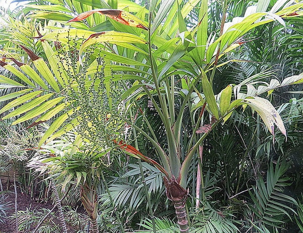 Form
