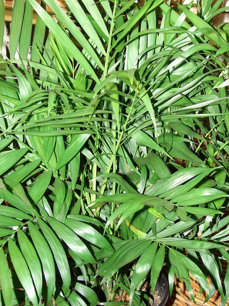 Form