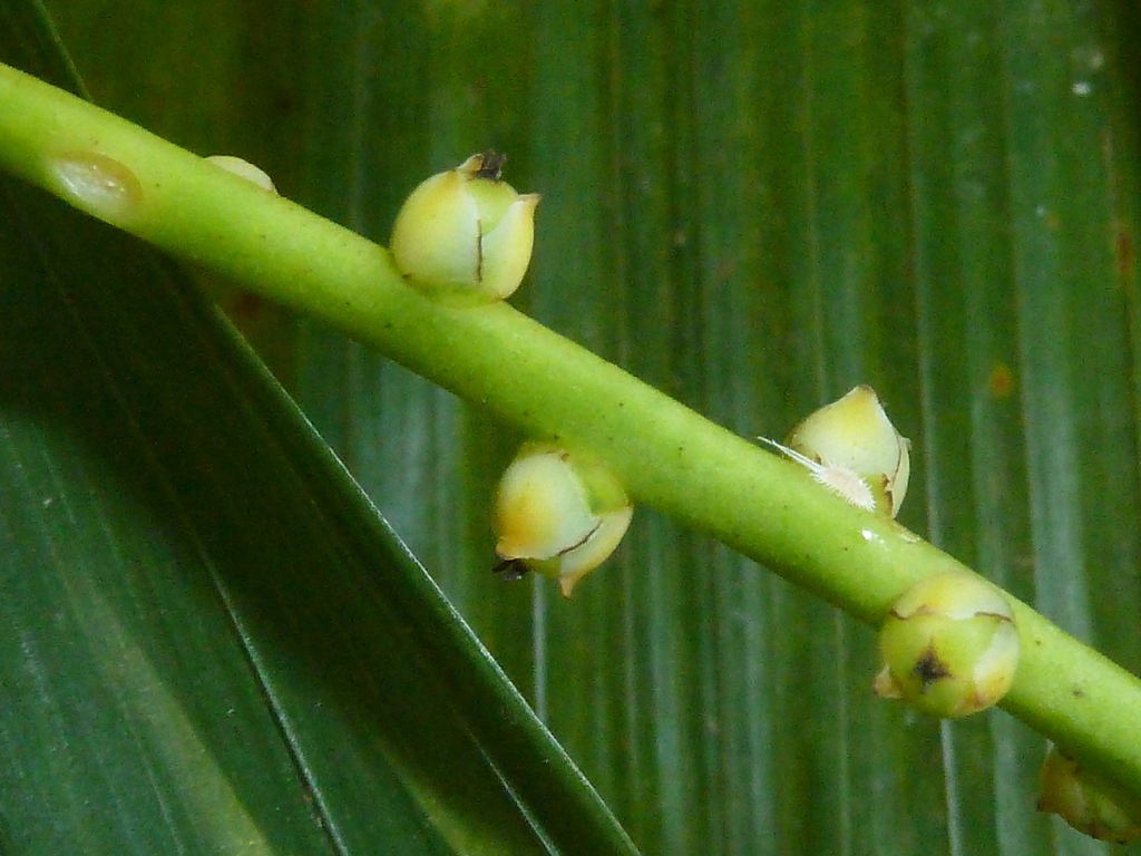 Stem with buds