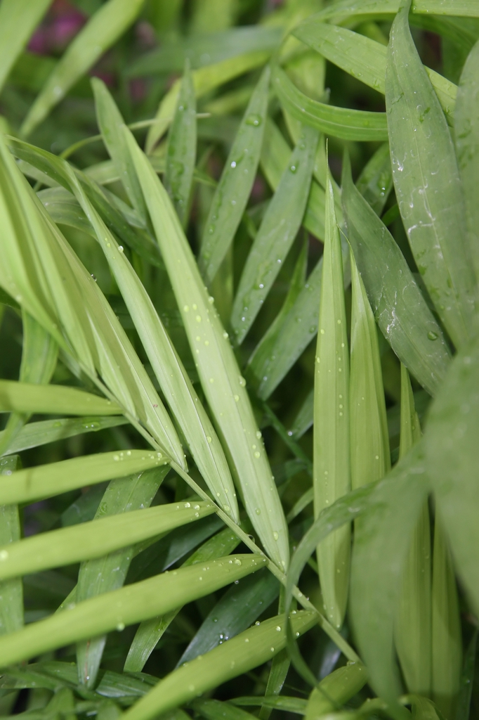 Leaves