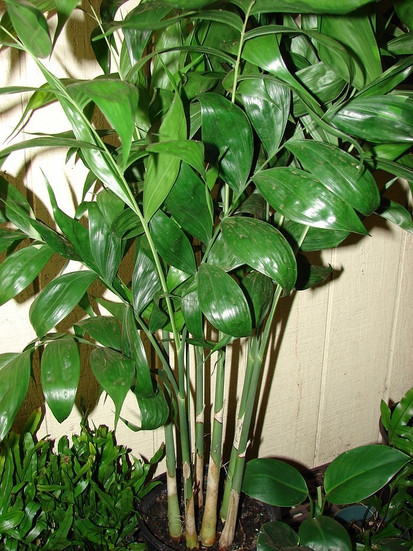 Palm with many bamboo-like stems and pinnate leaves.