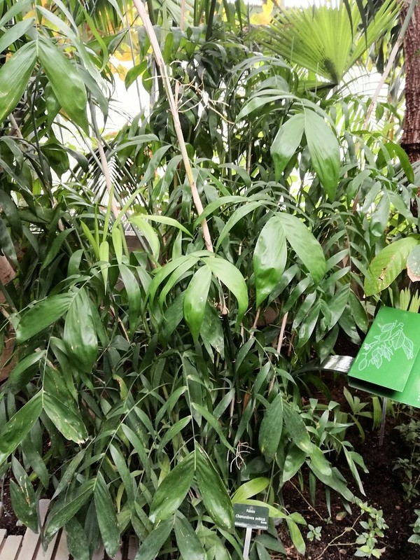 Palm with many bamboo-like stems and pinnate leaves.