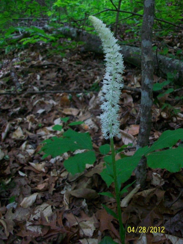 bloom, spring, Iredell County, NC
