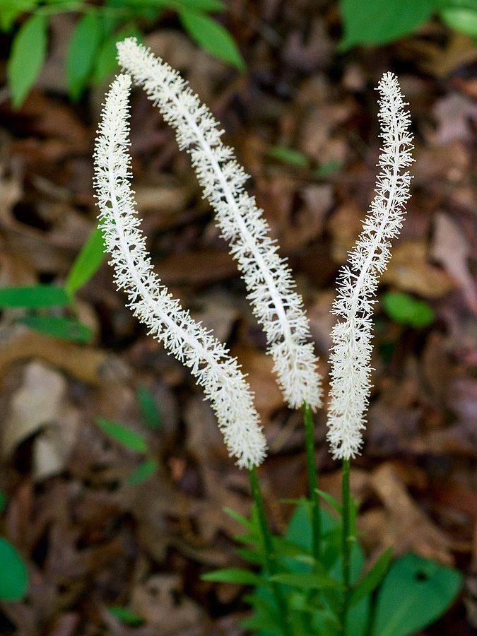 Chamaelirium luteum