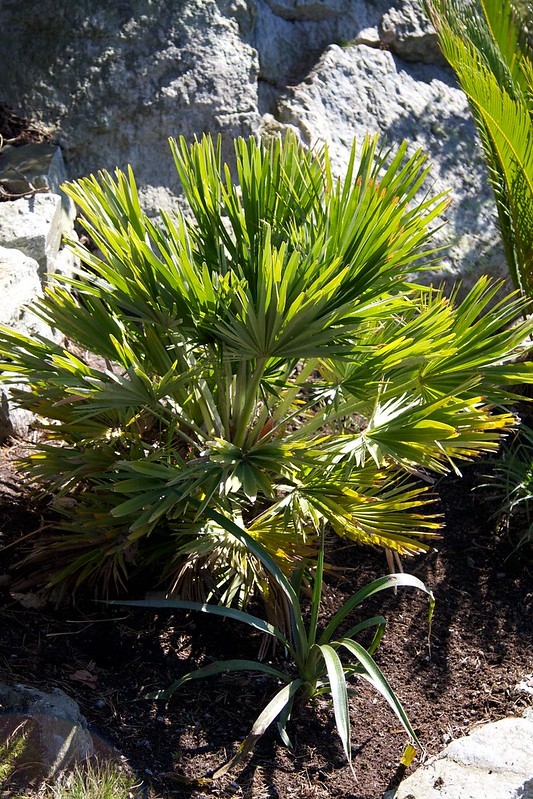 A dwarf, fan-leaf palm with stiff leaflets