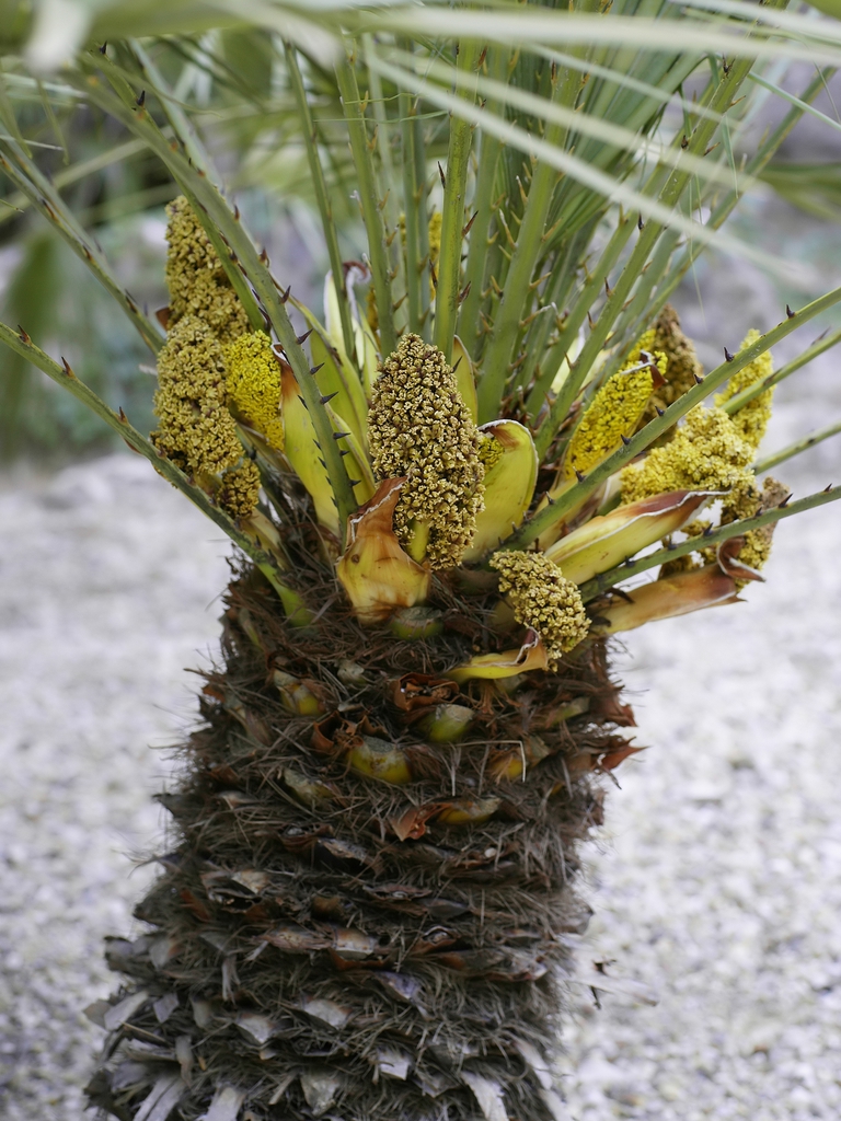 male flowers