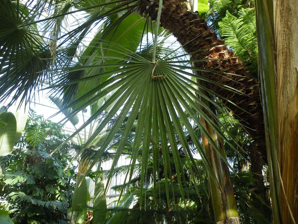 leaves